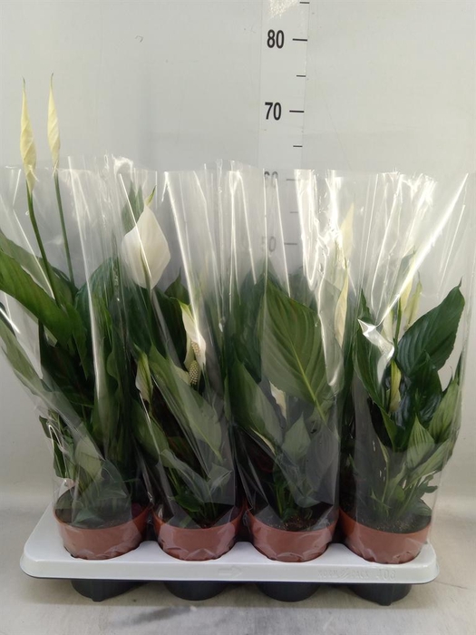 <h4>Spathiphyllum  'Sweet Chico'</h4>