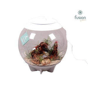 Terrarium XXL Exclusive wit met Tillandsia Airplants D45 24 uur levertijd