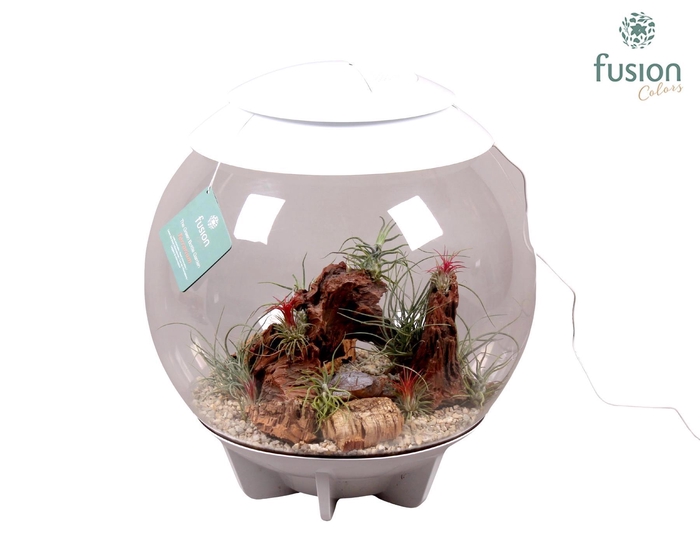 <h4>Terrarium XXL Exclusive wit met Tillandsia Airplants D45 24 uur levertijd</h4>