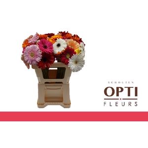 Gerbera Mix 4 kleuren Water / Hoes