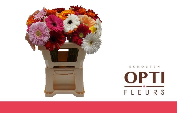 <h4>Gerbera Mix 4 kleuren Water / Hoes</h4>