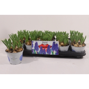 MUSCARI BIG SMILE P12