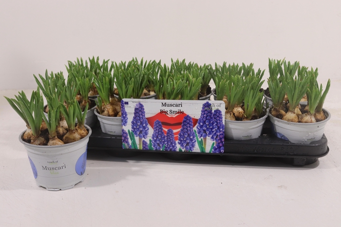 <h4>MUSCARI BIG SMILE P12</h4>