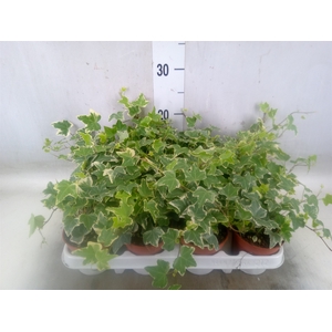 Hedera helix 'Eva'