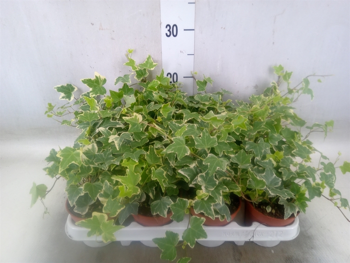 <h4>Hedera helix 'Eva'</h4>