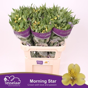 Alstroemeria Morning Star