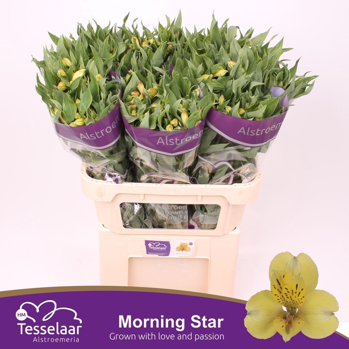 <h4>Alstroemeria Morning Star</h4>