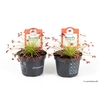 DROSERA PARADOXA P9 NR 127