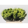 Hypericum Smiley Romance