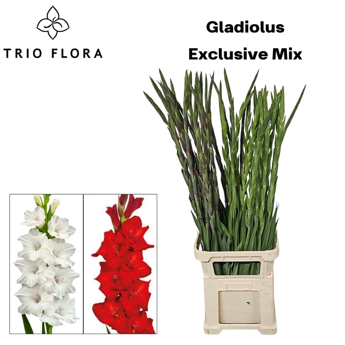 <h4>GLAD GR EXCLUSIVE MIX 2 COLOR 998</h4>