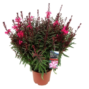 Gaura lindheimeri