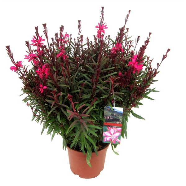 <h4>Gaura lindheimeri</h4>