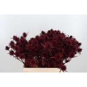 Eryn Supernova Kl Bh Bordeaux