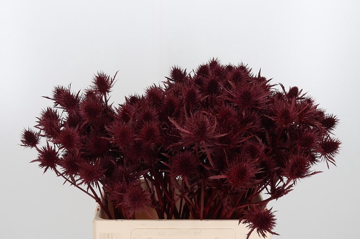 <h4>Eryn Supernova Kl Bh Bordeaux</h4>