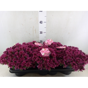 Sedum spurium 'Spot on deep Rose'