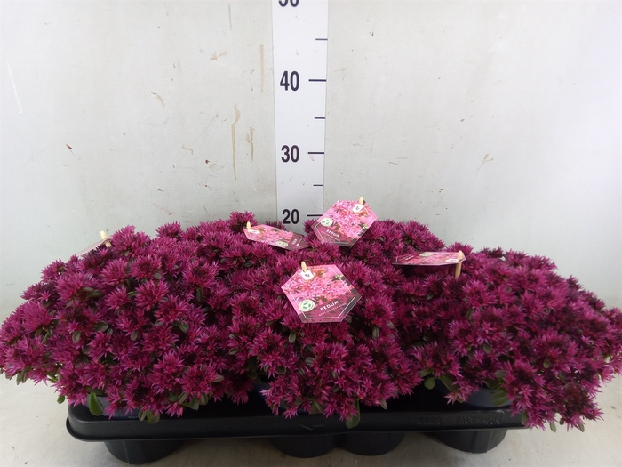 <h4>Sedum spurium 'Spot on deep Rose'</h4>