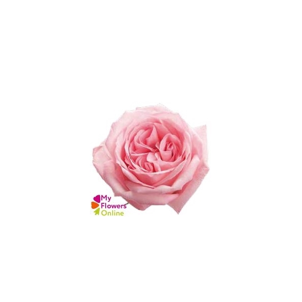 <h4>R Gr Pink O Hara Pink 50cm EC</h4>