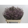 Limonium ov Safora Oshi Pink