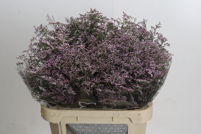 Limonium ov Safora Oshi Pink
