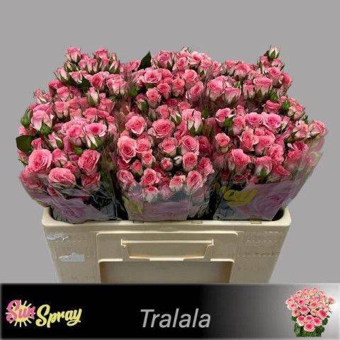 <h4>R TR TRALALA</h4>