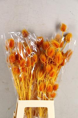 Df Dipsacus Li.orange Bs 130g