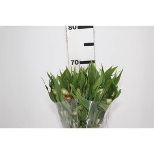 ALSTROEMERIA TOURMALINE 060 CM ROSA