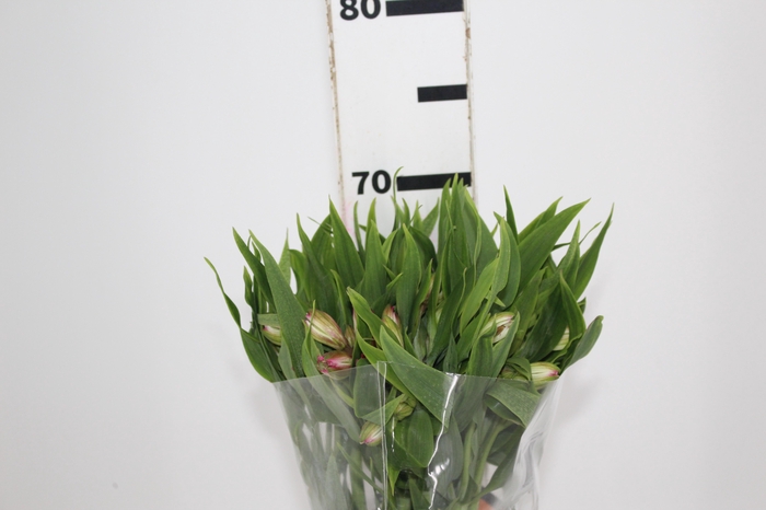 <h4>ALSTROEMERIA TOURMALINE 060 CM ROSA</h4>