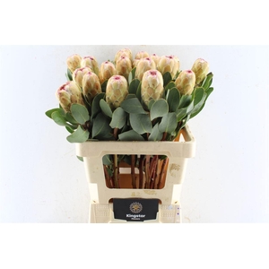PROTEA GRANDICOLOR