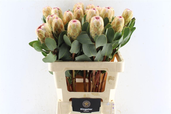 <h4>PROTEA GRANDICOLOR</h4>
