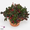 GAULTHERIA P V BERRY