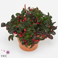 GAULTHERIA P V BERRY
