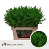 Solidago DYED Green Dark