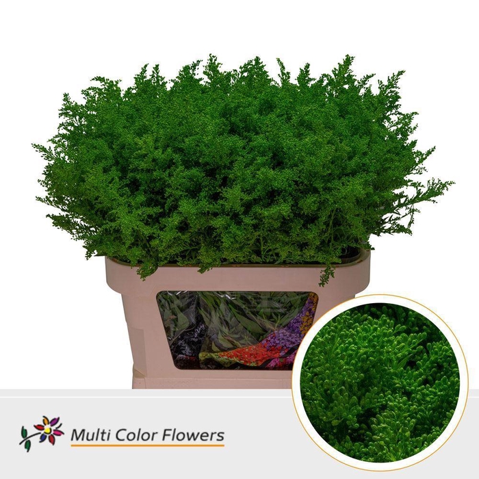 <h4>Solidago Colored GREEN DARK</h4>