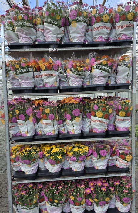 <h4>CHRYS GARDEN MUMS GM</h4>