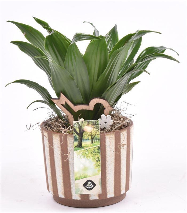 <h4>Keramiek safari look 11cm</h4>