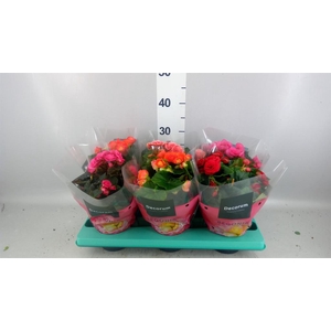 Begonia elat. DU   ...mix
