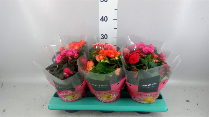 <h4>Begonia elat. DU   ...mix</h4>