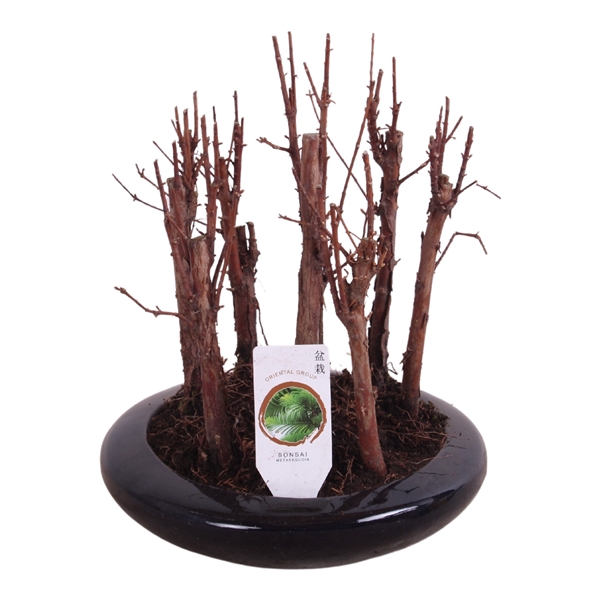 <h4>Outdoor Bonsai Metasequoia forest ø18cm flat round ceramic</h4>