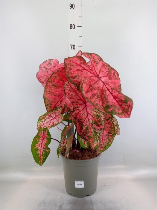 <h4>Caladium   ...</h4>