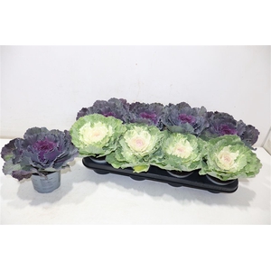 Brassica (sierkool)