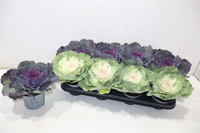 <h4>Brassica (sierkool)</h4>