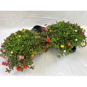 PORTULACA