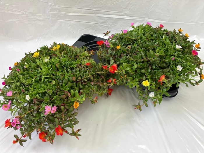 <h4>PORTULACA</h4>