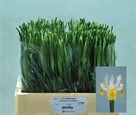 <h4>Iris Apollo</h4>