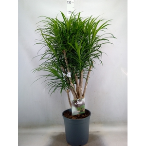 Dracaena refl.   ...