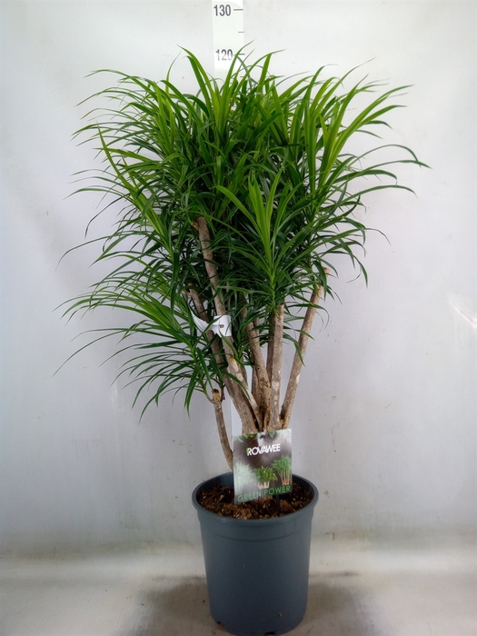 <h4>Dracaena refl.   ...</h4>