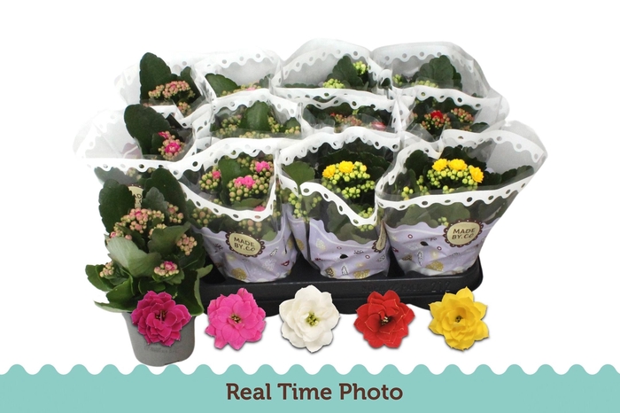 <h4>KAL GE GEM 5 KL</h4>