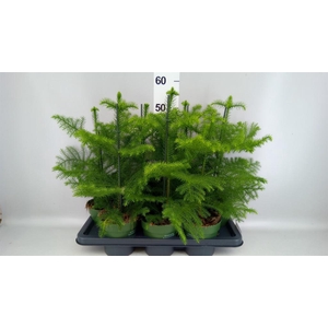 Araucaria heterophylla