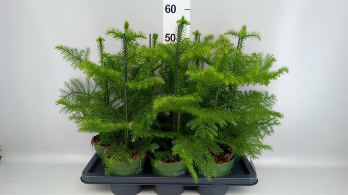 <h4>Araucaria heterophylla</h4>