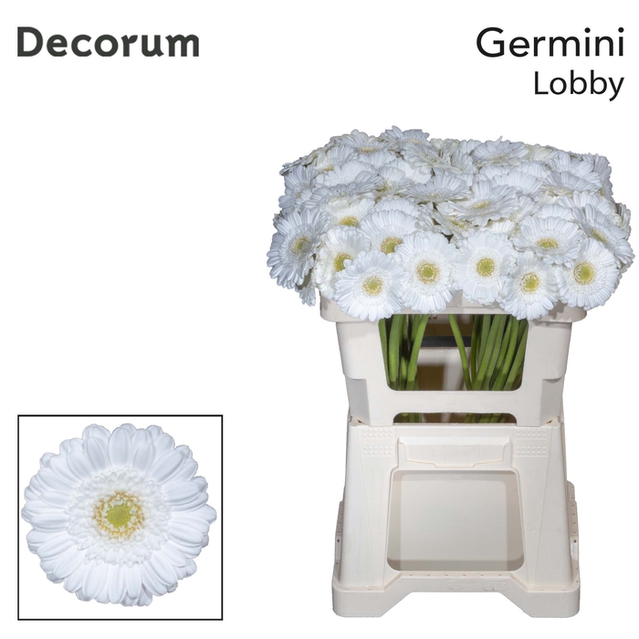 <h4>Germini Lobby Water x60</h4>